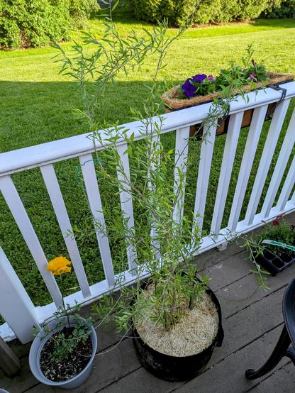 A lanky Goji plant with several shoots grows several feet high. Next to it is a ranunculus colored yellow. Above, it is a hanging basket of pansies.