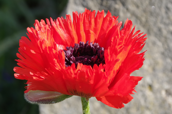 Rote Blüte mit gefransten Blättern und schwarzem Auge vor Sandstein.