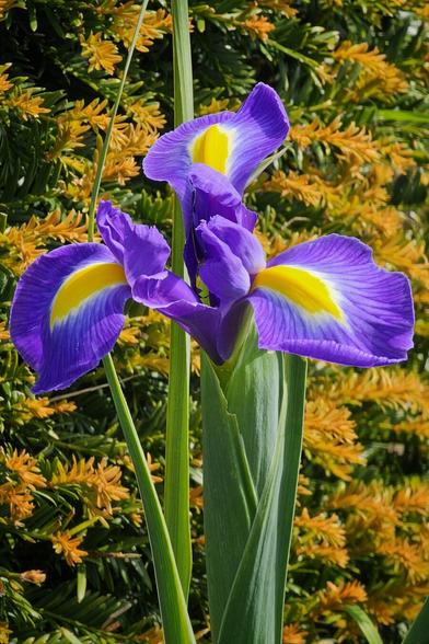 A close-up shot of a vibrant purple iris flower with a striking yellow and white centre. The flower has large, elegant petals and stands tall against a blurred background of golden-brown foliage and green stems.