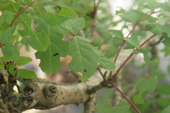 Les feuilles en gros plan, de tout petits trucs noirs dessus, parfois ronds, parfois plus allongés