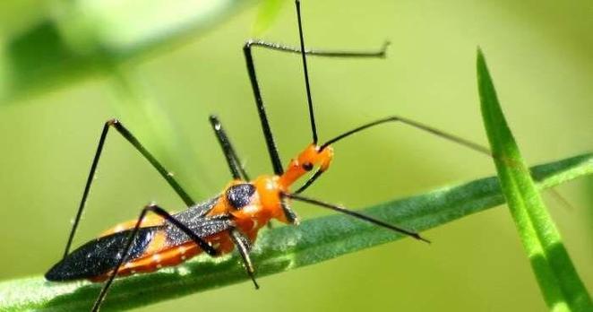 GARDEN COLUMN: Do you have “good bugs” in your yard? | Community