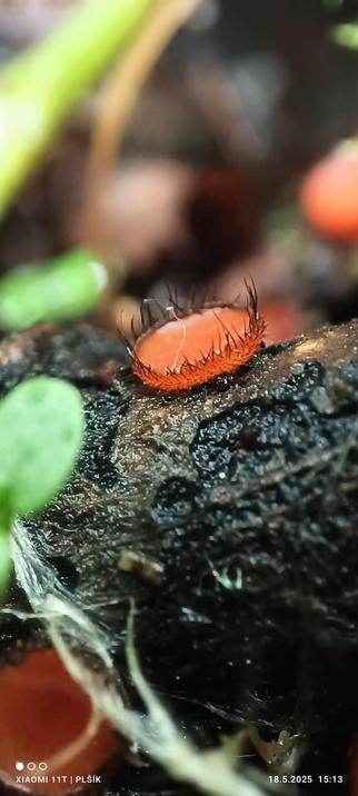 Orange sponge in the shape of a circular bowl lined with black hairs that look like eye lashes. The mushroom grows from a brown mature wood, the leaves of the plant can be seen on the left. The background is blurred.