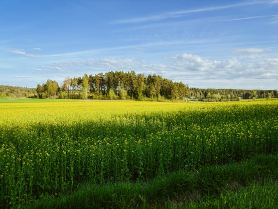 Rapsfeld