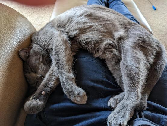 A very cozy, soft grey cat is draped over someone's lap.