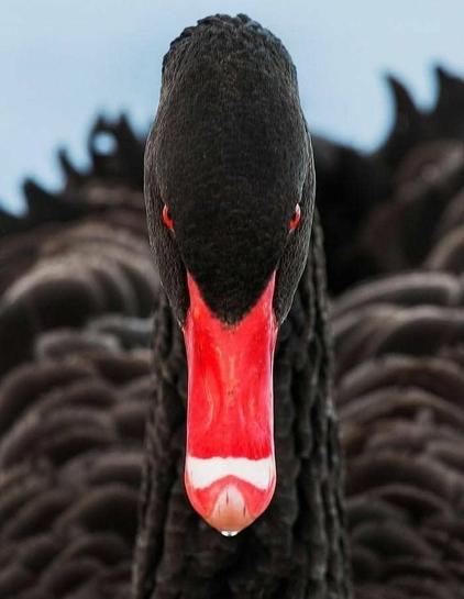 A black swan