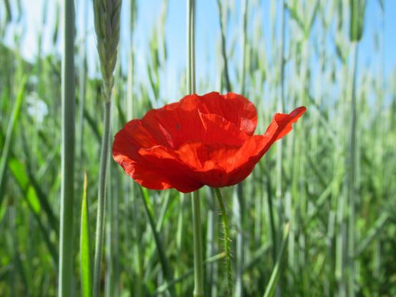 Eine Mohnblume vor einem Getreidefeld, darüber etwas blauer Himmel