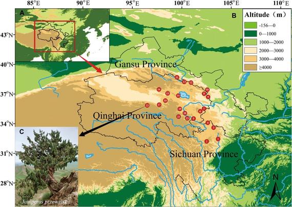 Map of the study area across the Gansu, Qinghai, and Sichuan provinces, and an inset image of Juniperus przewalskii.