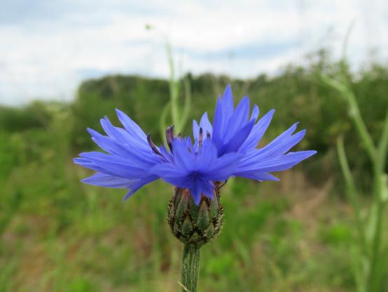 Kornblume