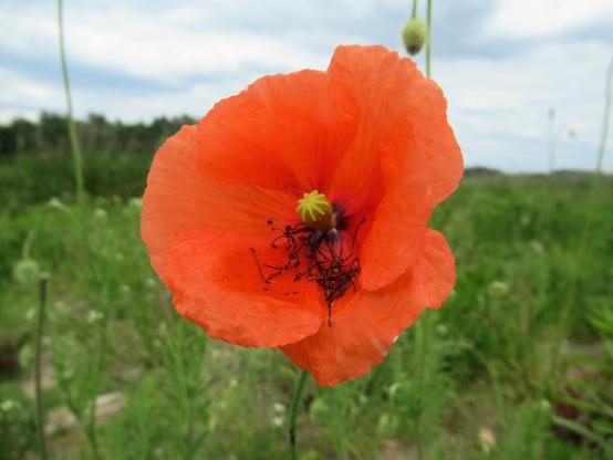 Mohnblüte; die Staubfäden sind abgefallen und liegen im Blütenkelch.