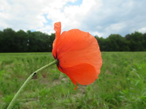 Kelch einer Mohnblüte quasi von hinten
