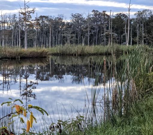 Blue and white skies cast mirror like reflections upon a wetland landscape and waterway below,  surrounded by lush vegetation.