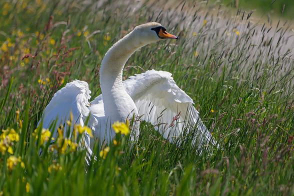 Swan in the grass