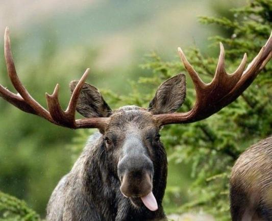 A Moose. A very serious Moose. Can’t you tell ?