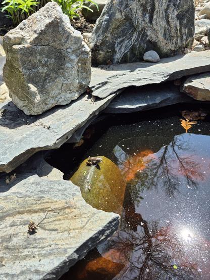 Little brown frog enjoying the sunshine on a partially submerged rock in a pond.