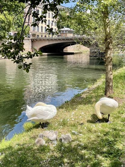 A serene scene by a river featuring two adult swans and four cygnets resting on the grass. In the background, a bridge and buildings are visible, surrounded by lush greenery. The water reflects the clear sky and peaceful atmosphere.