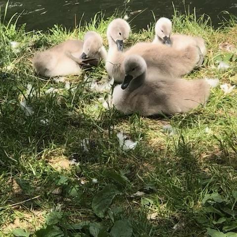 Four fluffy cygnets resting on the grass near a body of water, surrounded by a few feathers.