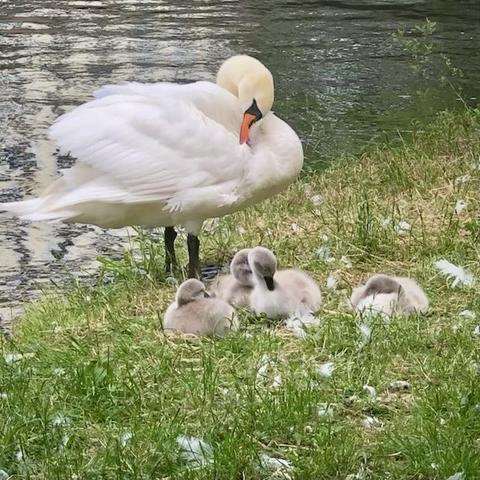 A white swan stands beside a small group of fluffy cygnets resting on the grass by a water's edge.