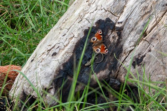 A peacock butterfly and a small lizard nestle side by side in a fire-charred area of an otherwise white (with age or from fire) large log.