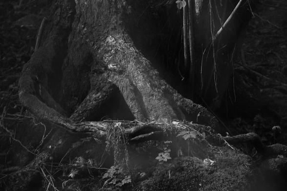 A close-up of the roots of a tree that resembles a hand standing on its fingertips, slightly to the left of the image. Around it are soil, leaves from wooden anemones, and to the right roots as thin as hanging threads. The tree stands on some moss-covered stones. The image gives the impression of an old primeval forest.