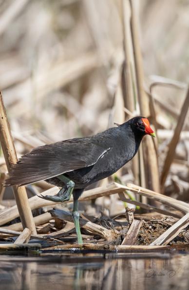 L'étirement chez les oiseaux est fascinant, car il joue un rôle essentiel dans leur bien-être et leur mobilité. Ici, la Gallinule effectue son exercice de chaque côté tout en faisant sa toilette.