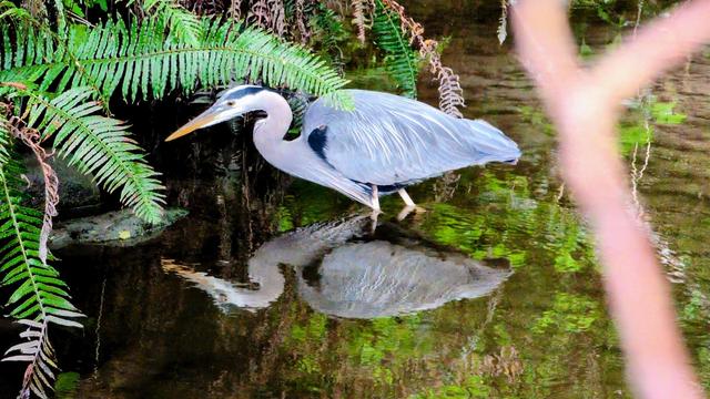 A beautiful grey heron, stands knee-deep in its still reflection. Ferns lean in to caress its long feathers as they catch the light—soft blues and greys. The reflection below is nearly perfect copy, like the water’s trying to preserve this moment.