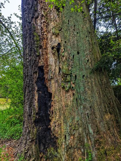 A close-up shot of the textured bark of a mature tree, likely an oak, reveals signs of damage. A large, charred, black area extends upwards on the left side of the trunk, contrasting sharply with the rough, greyish-brown bark. Numerous small, dark holes are scattered across the surface, particularly on the right side, possibly indicating insect activity. Patches of green algae or moss grow on the bark, suggesting a damp environment. The base of the tree is visible, meeting the ground covered with leaf litter and small green plants. Out-of-focus foliage and branches are visible in the background, hinting at a woodland setting.