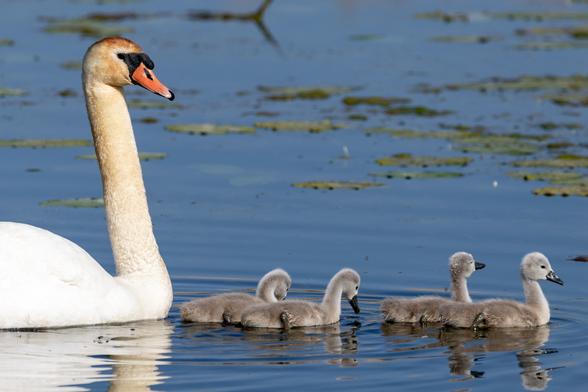 An adult Swan swims with four cygnets on a pond. While the plumage of the adult swan is mostly white, with some reddish-brown tones around the head, the babies are light grey. Some floating leaves of water-lilies are seen in the background. The surface of the water reflects the blue sky.