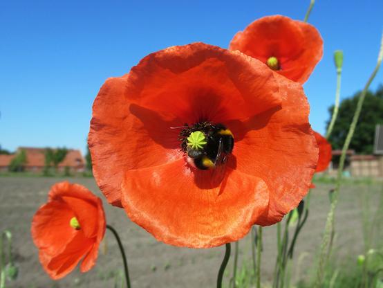 Eine Hummel hat sich geradezu um den Stempel in einer Mohnblüte gekringelt. Im Hintergrund frisch bestellter Acker und blauer Himmel.
