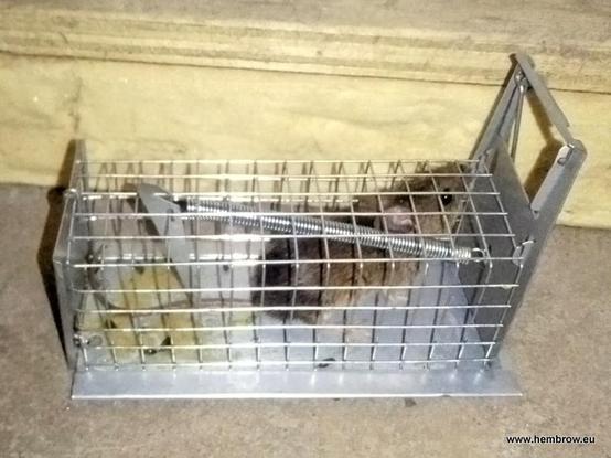 Mouse inside a humane mouse trap with a bit of peanut butter which was used as bait, as well as some poo.