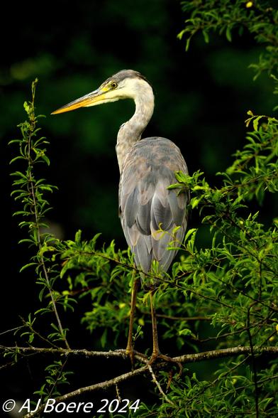The grey heron is a large bird, standing up to 100 cm (40 in) tall and measuring 84–102 cm (33–40 in) long with a 155–195 cm (61–77 in) wingspan The body weight can range from 1.02–2.08 kg (2 lb 4 oz – 4 lb 9+1⁄4 oz) The plumage is largely ashy-grey above, and greyish-white below, with some black on the flanks. Adults have a white head and neck with a broad black supercilium that terminates in the slender, dangling crest, and bluish-black streaks on the front of the neck. The scapular feathers and the feathers at the base of the neck are somewhat elongated. Immature birds lack the dark stripe on the head and are generally duller in appearance than adults, with a grey head and neck, and a small, dark grey crest. The pinkish-yellow beak is long, straight, and powerful, and is brighter in color in breeding adults. The iris is yellow and the legs are brown and very long

The main call is a loud croaking "fraaank", but a variety of guttural and raucous noises are heard at the breeding colony. The male uses an advertisement call to encourage a female to join him at the nest, and both sexes use various greeting calls after a pair bond has been established. A loud, harsh "schaah" is used by the male in driving other birds from the vicinity of the nest and a soft "gogogo" expresses anxiety, as when a predator is nearby or a human walks past the colony. The chicks utter loud chattering or ticking noises