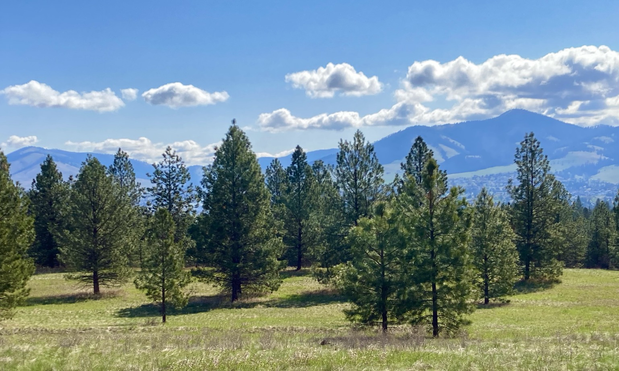 Widely spaced evergreens cover a grassy, rolling landscape. Forested mountains rise in the distance, the sky partly cloudy in an image that’s the green spectrum.