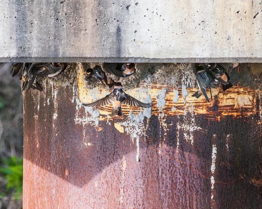 Photograph of a cluster of cliff swallow nests built at the top of a bridge pylon and beneath a concrete overhang. There are multiple cliff swallows in the nests and a single swallow flying upward towards the nests. Cliff swallows have tan or off white bellies, underwings, under-tails, foreheads, and neck rings, dark orange necks, chins, cheeks, and patches of orange just above the tail, dark blue caps, upper backs, and head feathers, black wings and tails, dark eyes, small black beaks, and brown legs and feet.