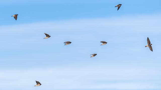 Photograph of a group of cliff swallows in flight against a blue sky striated with thin white clouds. Cliff swallows have tan or off white bellies, underwings, under-tails, foreheads, and neck rings, dark orange necks, chins, cheeks, and patches of orange just above the tail, dark blue caps, upper backs, and head feathers, black wings and tails, dark eyes, small black beaks, and brown legs and feet.