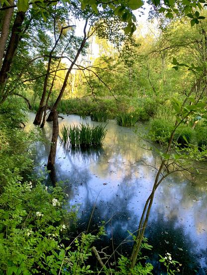 A view of a swamp nestled in the wetlands forest, where a cluster of irises bloom in the middle, surrounded by dense woodland.