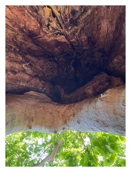 A low-angle view from underneath a hollow at the base of a tree, looking up at the canopy. Most of the image from the top down is occupied by the interior of the hollow with its textures and shadows. The hollow ends with a thick rim, below which can be seen branches with masses of green leaves and a glimpse of bright sky.