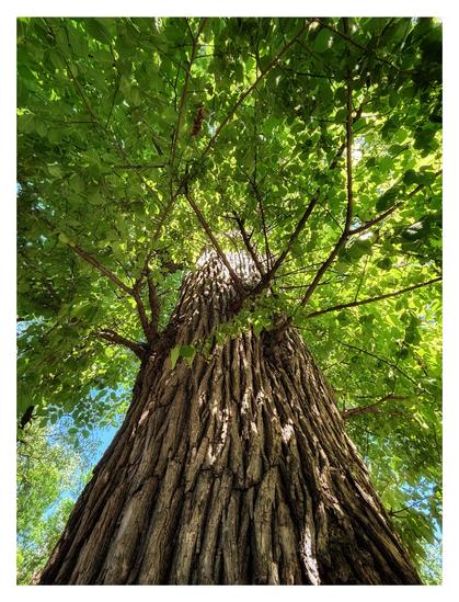 A low-angle view from the bottom of an elm tree, looking up its furrowed bark at its canopy of branches and green leaves. Sunlight creates patterns of light and shade on the leaves and trunk, and beyond the canopy are glimpses of blue sky.