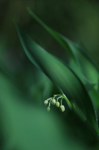 A vertical image of a stem with pale green buds of lily of the valley flowers stickning out between the two leaves, just under the center of the image. The flowers two leaves are out of focus leaning in and up on the diagonal from right and are shaped a bit like a streched out S. They look really smooth and soft, almost as if they are painted. From half left and down, almost to the lowest right side, a green and very blurry triangle-shaped area of a leaf is seen in the foreground. The background above and behind the flower is very dark and blurry.