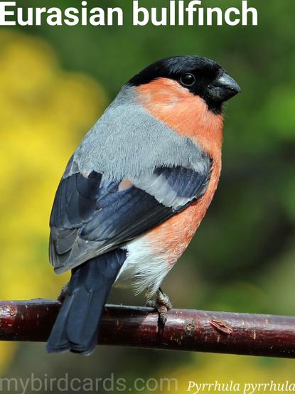 🌍🌏 Eurasian bullfinch (Pyrrhula pyrrhula) 

The Eurasian bullfinch is a stocky bull-headed finch. Males boast a striking bright pinkish-red breast and cheeks, contrasting with a black cap, grey back, and black wings and tail, offset by a prominent white rump. Females are duller, with a grey-pink breast and brown back. They are widely distributed across Europe and temperate Asia, favouring woodlands, hedgerows, and gardens with dense cover. While generally resident, northern populations may migrate south in winter. Often shy and elusive, their presence is frequently betrayed by their soft, melancholic "peu" whistle. They feed primarily on seeds and buds, particularly fruit tree buds in spring, and are often seen in pairs or small family groups. They form monogamous pair bonds, often lasting for multiple years. Ten subspecies are recognised.

Conservation status: Least Concern (IUCN 3.1)

📷: Photo by jLasWilson via Pixabay https://pixabay.com/photos/bullfinch-bull-finch-bird-colourful-1399025/

ZKZX
