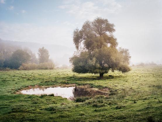 A cow pasture in the floodplains of the river Thur in the canton of Thurgau, Switzerland. A photograph from my photo book »THUR«. 


#landscapephotography
#thur #photobook #marcozedler
#photography #natur #moody
#calm #kodakportra #mediumformat #film