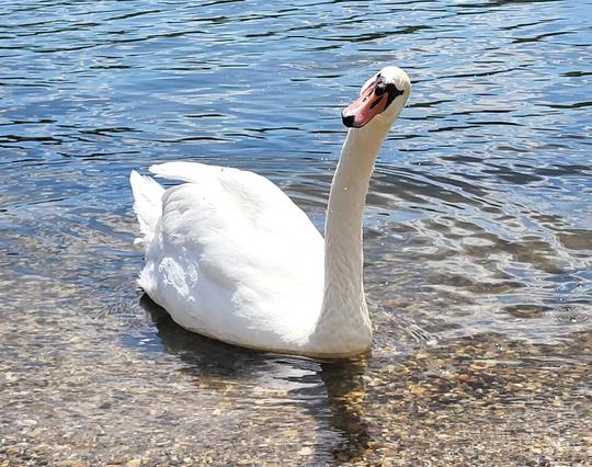 Weisser Schwan sitzt im Wasser und schaut schräg in die Kamera.