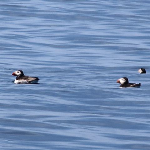 Three puffins float in the sea. Two of them look left. They have black bodies, white cheeks and big fat stumpy orange bill