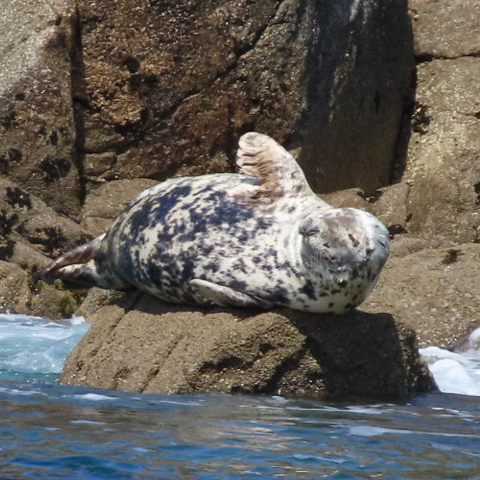 A female atlantic seal lies on her side on a rock. She has a flipper in the air as if she is waving. She is dappled in grey and creamy white