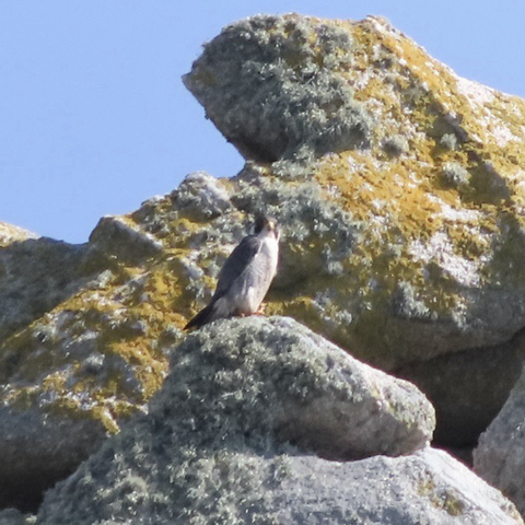 A very distant shot of. Peregrine Falcon on a rock. It looks to camera.