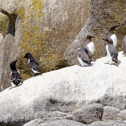 6 seabirds on a rock. To the left are two razorbills with black back, white fronts and fat stumpy bills like puffins. To the right are four guillemots, larger birds with grey backs and heads, white fronts and longer thinner bills