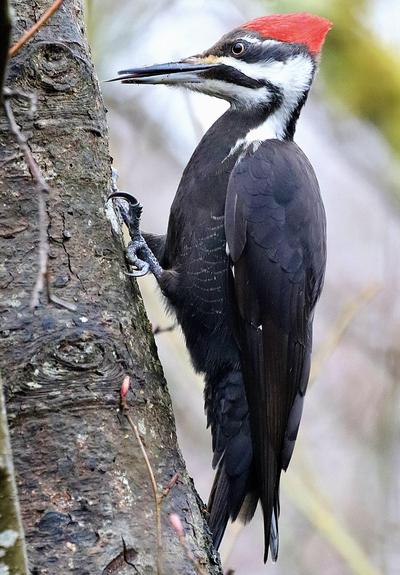 Close photo of a female pileated woodpecker with her snaky tongue out beyond her large, pointed beak. It is a large woodpecker, almost all gray-black on the body but white and black on the neck and head withe a bright red crest atop the head. It is grasping the trunk of a tree vertically with its clawed feet, support by its tail.