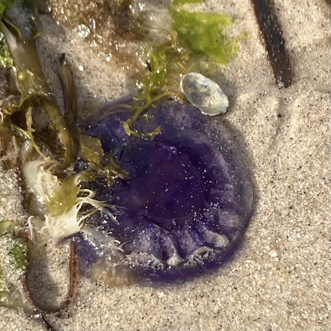 A close up ahot of a round, deeply purple / indigo ink colour jellyfish on sand. It has a bit of seaweed on it