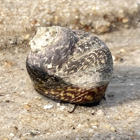 Close up shot of tooth topped shell. It is almost a fresh baked loaf of bread shape. Its top half is grey shell and its botton half is mottled brown snail. Can just make out a leg pokinv from underneath.