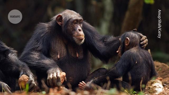 Mother–infant bonds in wild chimpanzees resemble those of humans