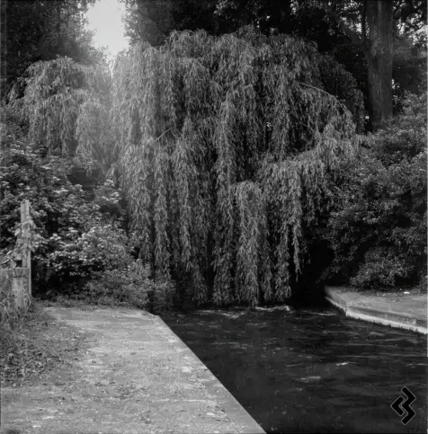 Black and white photo of an irrigation canal in a concrete bed. The water flows through a curtain of leaves from a willow tree. Other trees and bushes are framing the scene and the sun is shining through a gap in the tree tops