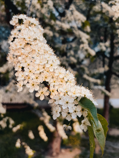 Weiße blüten